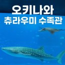 돌고래식당 | 오키나와 츄라우미 수족관 - 입장 돌고래쇼 주차 식당, 후기