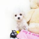 쥬티애견 금산점 | ♥대전강아지분양 드림퍼피&amp;쥬티펫 삼성점♥ 비숑프리제분양 대전비숑분양 동영상확인!
