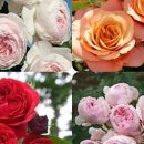 연포펜션 이미지