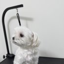 다시오개 이미지