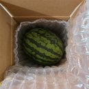 더채움마트(팔용점) | 달콤한 여름 과일 식탁채움 고당도수박 5kg 솔직 후기