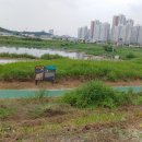 증평천 Daum카페