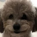댕댕이# 이미지
