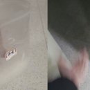 커피노리