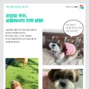 개님살롱 레이크사이드 이미지
