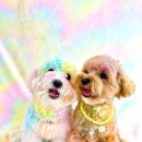 놀러오개 애견 유치원 애견 호텔 이미지