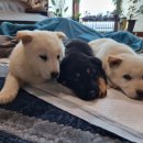 자담솔농원 이미지