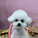 루비펫살롱 | 삼룡동 애견샵:츄블리펫살롱 (삼룡동애견미용, 강아지 위생, 강아지스파오픈애견미용실천안애견미용...