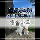 애솔나무 이미지