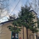 그루 | 일본 훗카이도 비에이투어 아이와 탁신관 자작나무, 닝그루테라스 후기