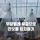 무당벌레 유충? 2024.6.10아침 이미지