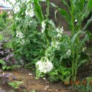 삼안농장 이미지