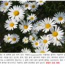 {식물탄생신화} 18. 벨리데스와 아스테리아의 눈물, 데이지, 쑥부쟁이 이미지