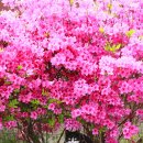 꽃냥이네 이미지