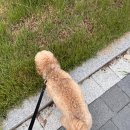 챨리, 가을 그리고 와디즈