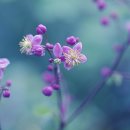 금꿩의 다리 -Yellow-filamentous meadow-rue 이미지