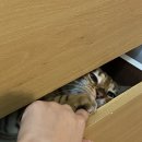 제주기억 이미지