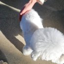 내유길80번길 | [경기/고양] 피터펫츠 내유점 방문 후기(애견카페)