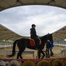 [전북여행]트로이 목마가 우리나라 장수에 있다? 없다?-장수승마체험장 이미지