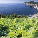 함평참쑥 영농조합법인 | 편스토랑 문정희 쾌변레시피 거문도 해풍 쑥효능가루두유 30년 변비 100% 효능