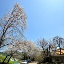 서울 근교 캠핑장 파주 율곡 캠핑장 명당 벚꽃캠핑 성지