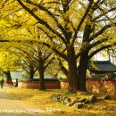 은행마을 이미지