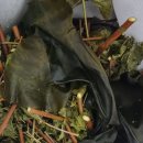 다시마 흑염소 이미지