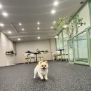프랑소와펫 롯데일산점 | [고양/카페프] 일산 롯데백화점 별관 애견동반카페 (+프랑소와펫)
