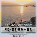 태안여행 - 몽산포 어촌계수산시장 성진호수산 (대하 맛조개) 직판장 내돈내산 노을 선셋 갯벌조개잡이체험