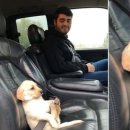 댕댕이를 부탁해 이미지