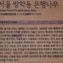 방학동 은행나무 이미지