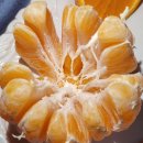 홍이네농장 | 고당도 달홍이네 한라봉 3kg 칼로리 보관