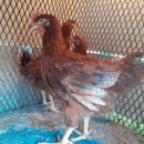 읍내3경로당 이미지