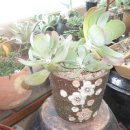 싱싱다육그린원 이미지