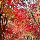 유치자연휴양림 이미지