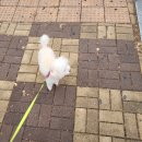 개똥아부탁해 이미지