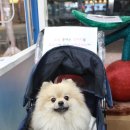 예뻐지개냥 이미지