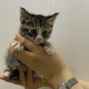 정철동물병원 이미지