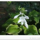 다이아나 이미지