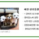 붐애견 이미지