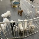 멍쉬멜로 이미지