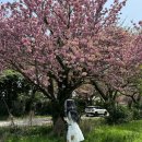 제광원 | 4월 제주 봄 여행 코스 오라 CC 감사공묘역 제주 겹벚꽃 4곳
