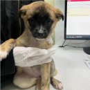 동수사랑동물병원 이미지