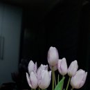 리니수12