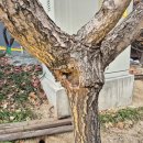 롯데마트 이팝나무 이미지