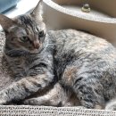 로얄플라잉 이미지