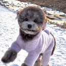 윤톨