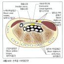 (검사)손목의 촉진-뼈,인대,근육 이미지