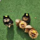 달려라 해피 이미지