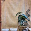 홍이마켓 이미지